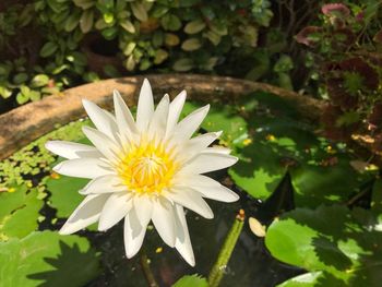 Close-up of white flowering plant