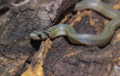 Close-up of lizard on rock