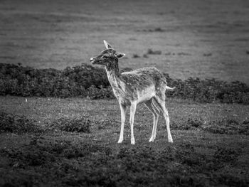 Deer standing on field