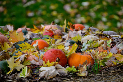 Close-up of pumpkins on field during autumn