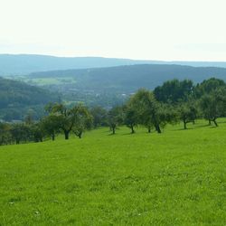 Trees on grassy field