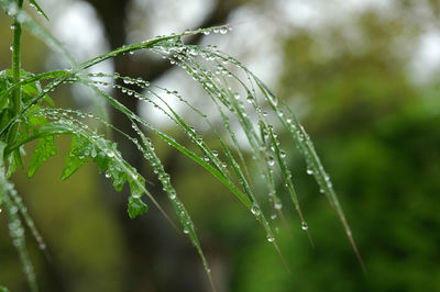 Dew drops on the grass