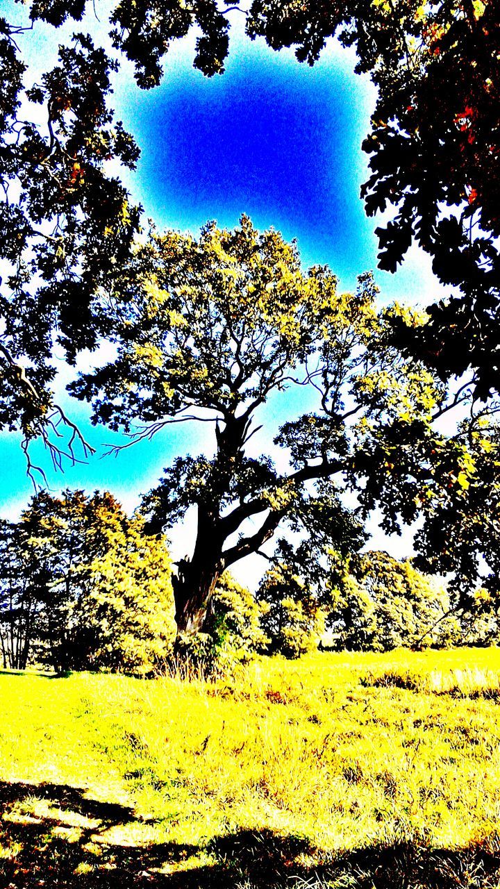 TREES ON FIELD