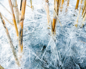 Close-up of dried plants in frozen lake
