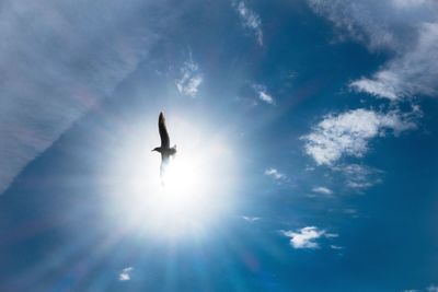 Low angle view of bird flying in sky