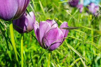 Close-up of purple crocus flowers on field