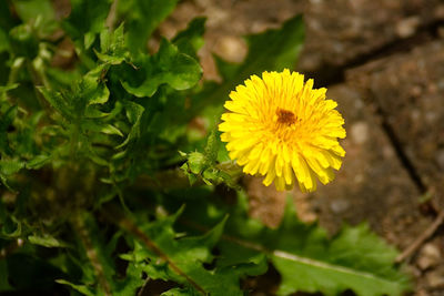 Close-up of yellow flower blooming outdoors