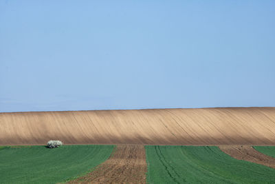 Scenic view of field against clear sky