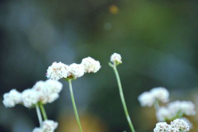 Close-up of white flowers