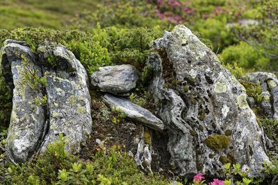 Close-up of moss growing on rock