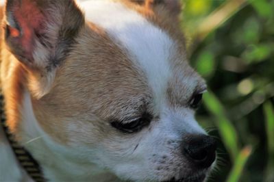 Close-up of chihuahua on field