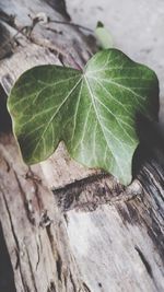 Close-up of fresh green leaves