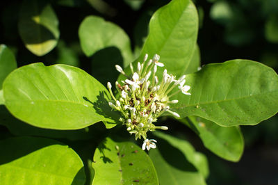 Close-up of flowering plant