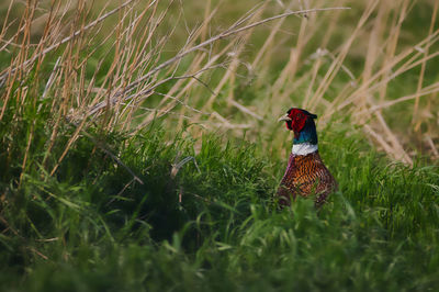 Close-up of bird on field