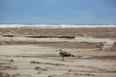 High angle view of seagull on beach