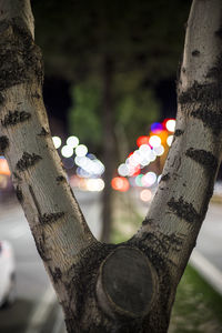 Close-up of tree trunk at night