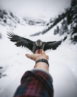 bird