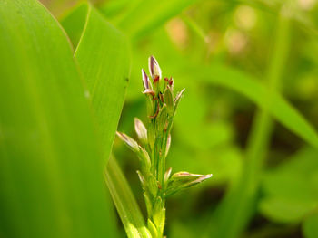 Close-up of spider on plant