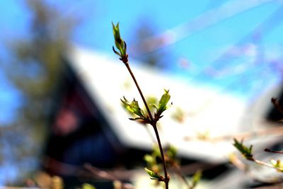 Close-up of plant growing by house