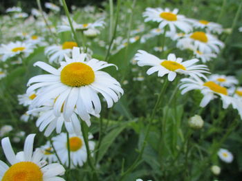 Close-up of white daisy flowers