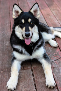 Close-up portrait of dog lying on wood