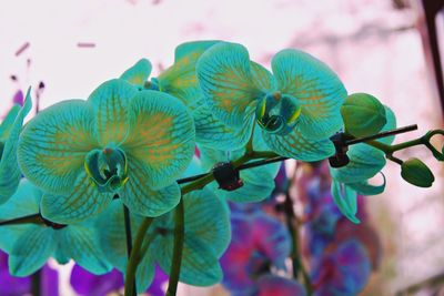 Close-up of green plant