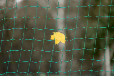 Close-up of yellow autumn leaves