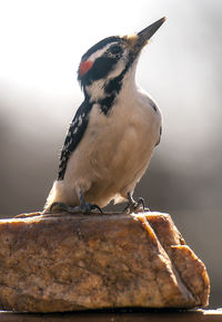 Close-up of bird perching on rock