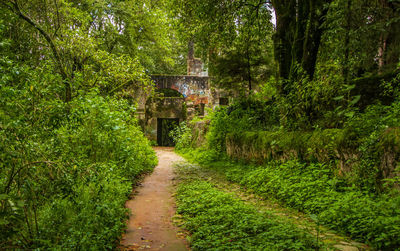 Footpath amidst trees in forest