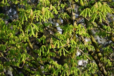 Close-up of fruits on tree