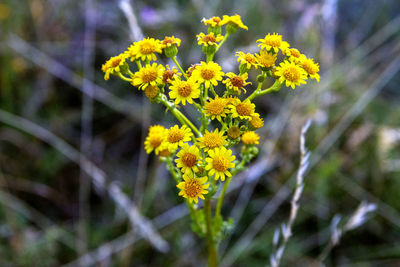 Close-up of yellow flowering plant