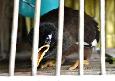 Close-up of birds in cage