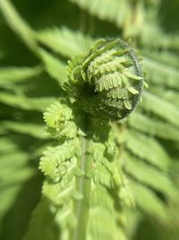 Close-up of fern