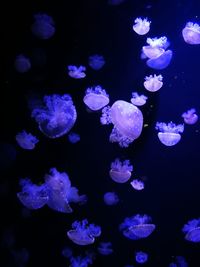 Close-up of jellyfish against black background