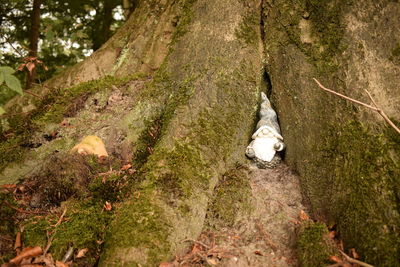 View of a cat on tree trunk