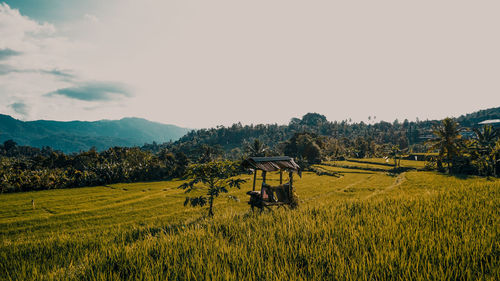 Scenic view of agricultural field against sky