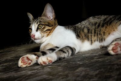 Close-up of cat resting