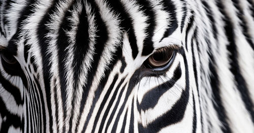 Zebra in zoo