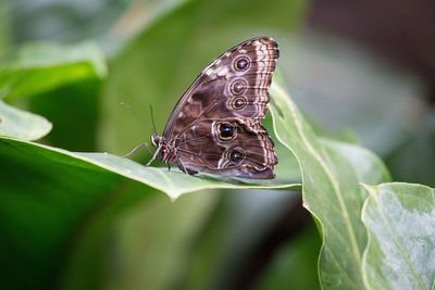 Butterfly perching on leaf