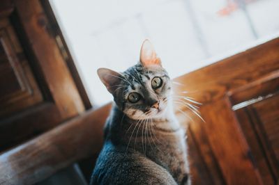 Portrait of tabby cat at home