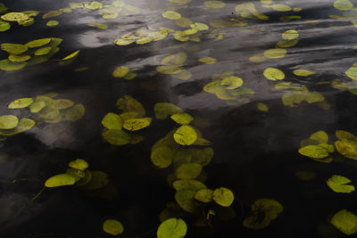 High angle view of leaves floating on water