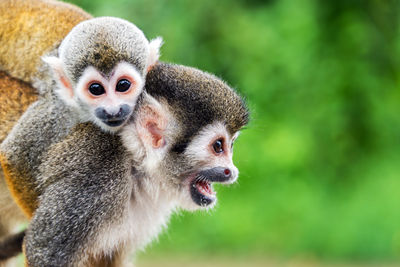 Close-up of squirrel monkeys