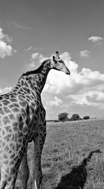 View of a horse on field