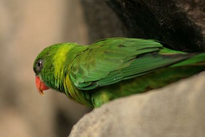 Close-up of parrot