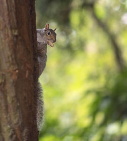 Squirrel on tree trunk