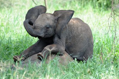 Elephant calf sitting on rock in forest