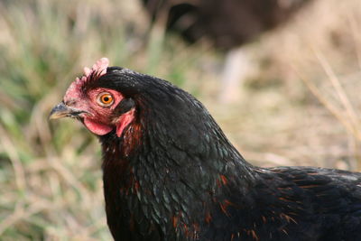 Close-up of chicken