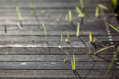 Grass on boardwalk during sunny day