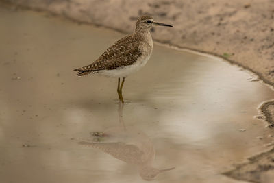 Close-up of bird perching on a land