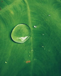 Close-up of water drops on leaves